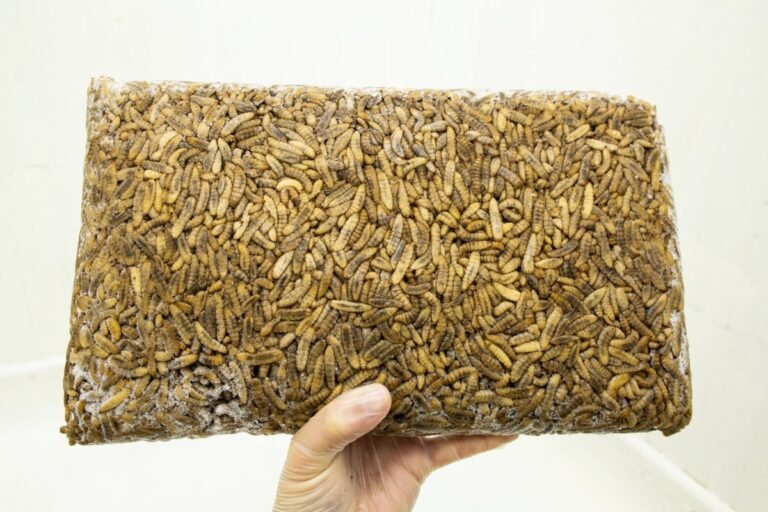Entocycle grabs $5 million for its insect breeding technology • TechCrunch