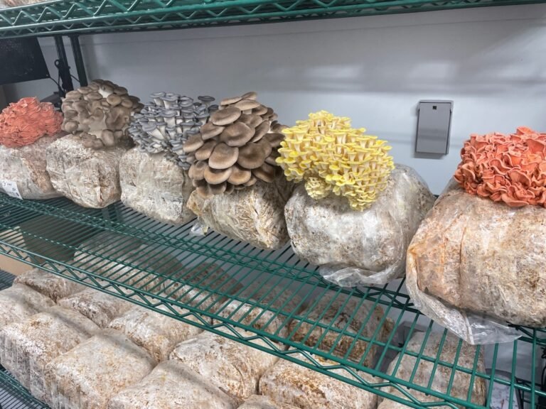 Adapt brings urban mushroom farms to US • TechCrunch