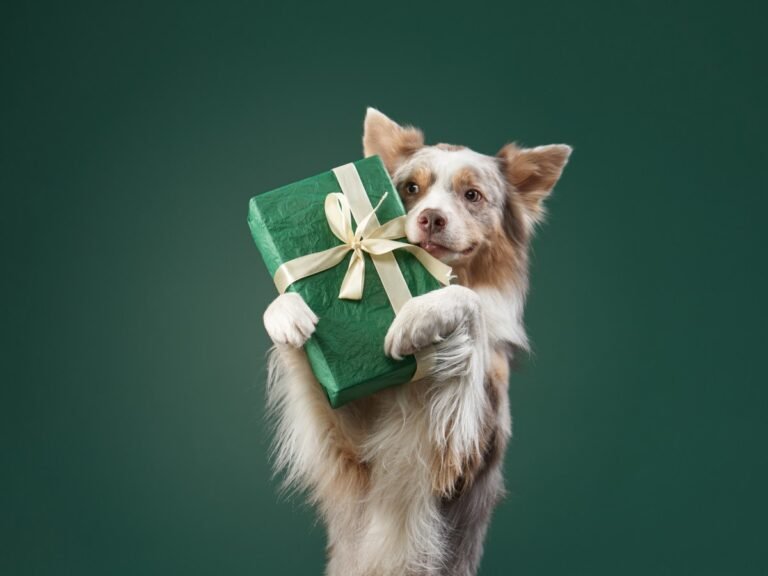Pet Holiday Gifts