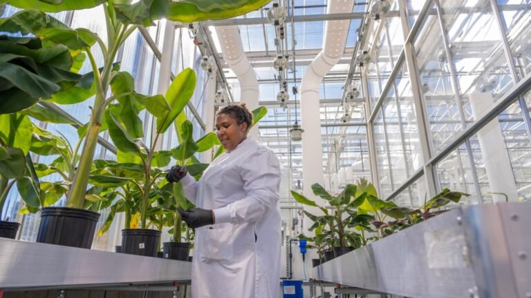 Elo Fungus Resistant Banana Plants In Greenhouse